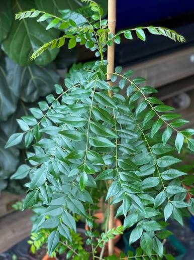 Curry Leaf (Forestry) Plants — Medicinal sapling available at Agro Nursery Garden